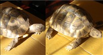 REHOMED............Hermanns Tortoises : Females x 2 - 8 years old (Herbie & Piglet)